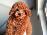 A kalite korepoodle güzelliğim