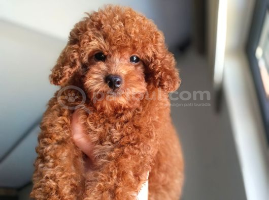 A Kalite Korepoodle Güzelliğim