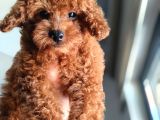 Teacup kore poodle güzelliğim