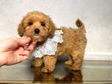 Malti̇poo Ci̇nsi̇ Yavrular Ev Üreti̇mi̇