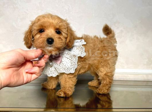 Malti̇poo Ci̇nsi̇ Yavrular Ev Üreti̇mi̇ görsel
