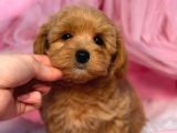 MALTİPOO CİNSİ YAVRULAR EV ÜRETİMİ
