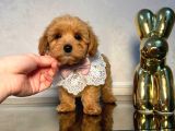 Malti̇poo Ci̇nsi̇ Yavrular Ev Üreti̇mi̇