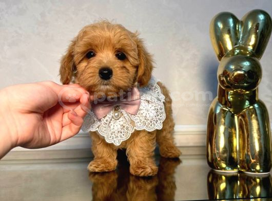Malti̇poo Ci̇nsi̇ Yavrular Ev Üreti̇mi̇ görsel