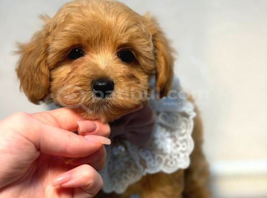 Malti̇poo Ci̇nsi̇ Yavrular Ev Üreti̇mi̇ görsel
