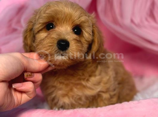 Malti̇poo Ci̇nsi̇ Yavrular Ev Üreti̇mi̇ görsel