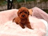 TOY POODLE SEVİMLİ YAVRULAR EV ÜRETİMİ