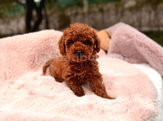 Toy Poodle Sevi̇mli̇ Yavrular Ev Üreti̇mi̇