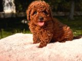 Toy Poodle Sevi̇mli̇ Yavrular Ev Üreti̇mi̇