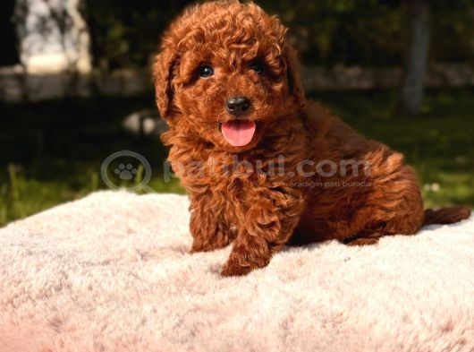 Toy Poodle Sevi̇mli̇ Yavrular Ev Üreti̇mi̇ görsel