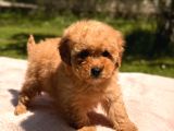 Toy Poodle Sevi̇mli̇ Yavrular Ev Üreti̇mi̇