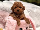 Toy Poodle Sevi̇mli̇ Yavrular Ev Üreti̇mi̇