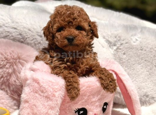 Toy Poodle Sevi̇mli̇ Yavrular Ev Üreti̇mi̇ görsel