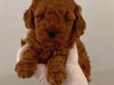 Toy Poodle Sevi̇mli̇ Yavrular Ev Üreti̇mi̇