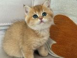 Golden Bri̇ti̇sh Shorthai̇r Safkan Yavru