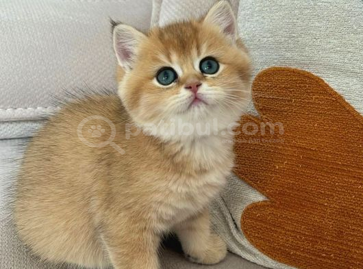 Golden Bri̇ti̇sh Shorthai̇r Safkan Yavru görsel