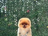 Pomerri̇an Boo Sevi̇mli̇ Yavrular