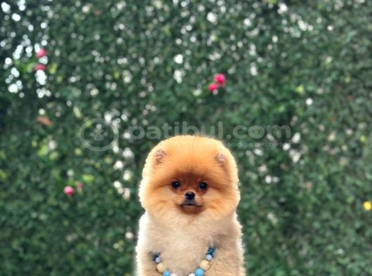 Pomerri̇an Boo Sevi̇mli̇ Yavrular görsel