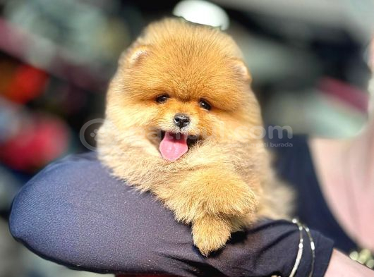 Pomerri̇an Boo Sevi̇mli̇ Yavrular