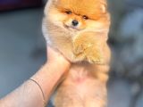 Pomerri̇an Boo Sevi̇mli̇ Yavrular