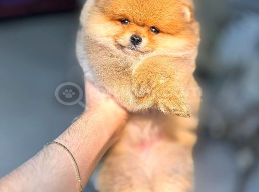 Pomerri̇an Boo Sevi̇mli̇ Yavrular görsel