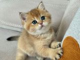 GOLDEN BRİTİSH SHORTHAİR safkan YAVRU