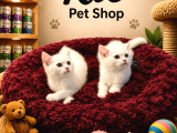 Mükemmel Güzellikte Beyaz British Shorthair Yavrularımız