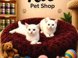 Mükemmel Güzellikte Beyaz British Shorthair Yavrularımız