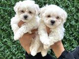 Teacup Maltese Yavrular
