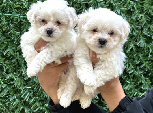 Teacup Maltese Yavrular görsel