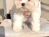 Teacup Maltese Yavrular