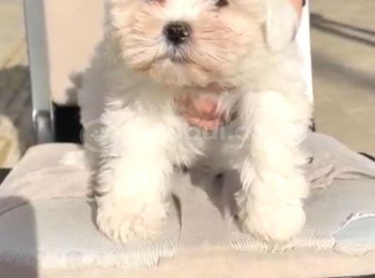 Teacup Maltese Yavrular görsel
