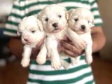Teacup Maltese Yavrular