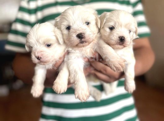 Teacup Maltese Yavrular görsel