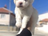 Teacup Maltese Yavrular