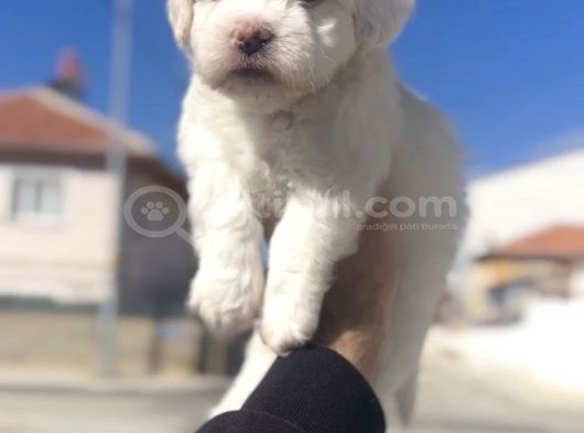 Teacup Maltese Yavrular görsel