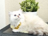 British Longhair Lynx Point Uzun Tüylü Sevimli Yavrular