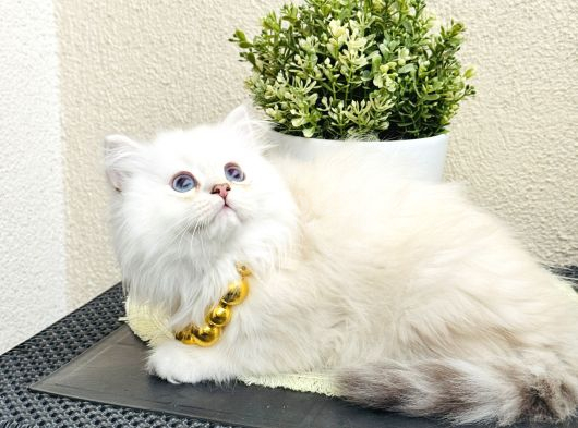 British Longhair Lynx Point Uzun Tüylü Sevimli Yavrular görsel