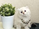 British Longhair Lynx Point Uzun Tüylü Sevimli Yavrular