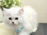 British Longhair Lynx Point Uzun Tüylü Sevimli Yavrular