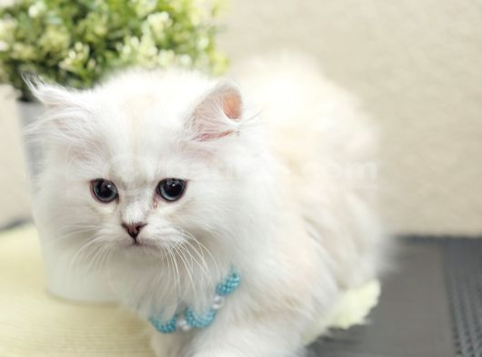 British Longhair Lynx Point Uzun Tüylü Sevimli Yavrular görsel