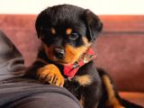 A Seceresi Safkan Koca Kafalı Erkek Rottweiler Yavrularım