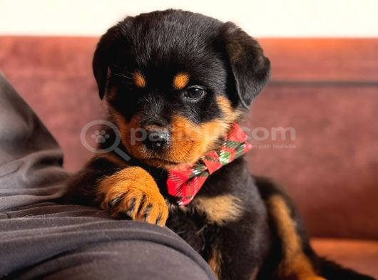 A Seceresi Safkan Koca Kafalı Erkek Rottweiler Yavrularım görsel
