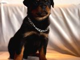 A Seceresi Safkan Koca Kafalı Erkek Rottweiler Yavrularım