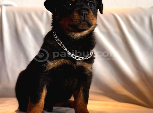A Seceresi Safkan Koca Kafalı Erkek Rottweiler Yavrularım görsel