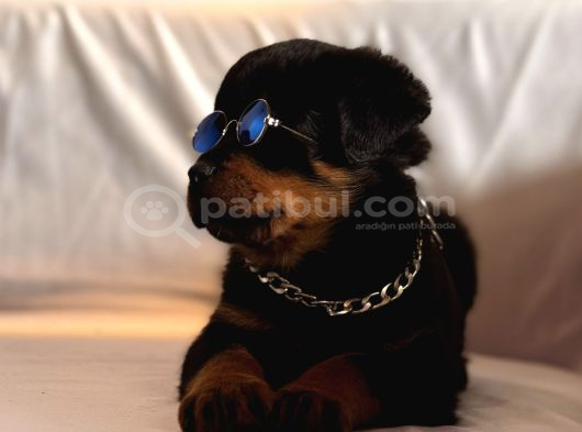A Seceresi Safkan Koca Kafalı Erkek Rottweiler Yavrularım görsel