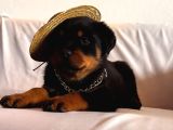 A Seceresi Safkan Koca Kafalı Erkek Rottweiler Yavrularım