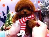 Poodle Kore bebek Koreliler
