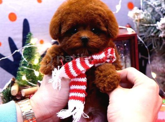 Poodle Kore Bebek Koreliler