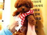 Poodle Kore Bebek Koreliler